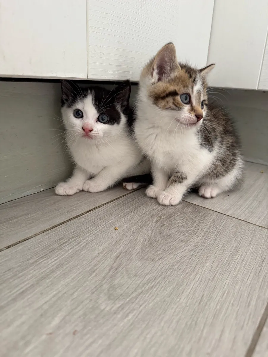 Kittens - Image 2