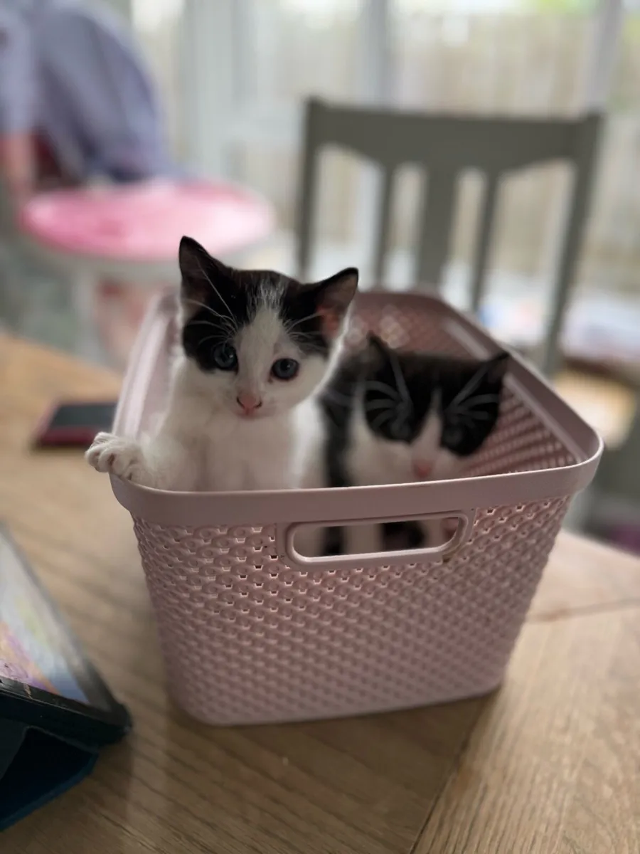 Kittens - Image 3