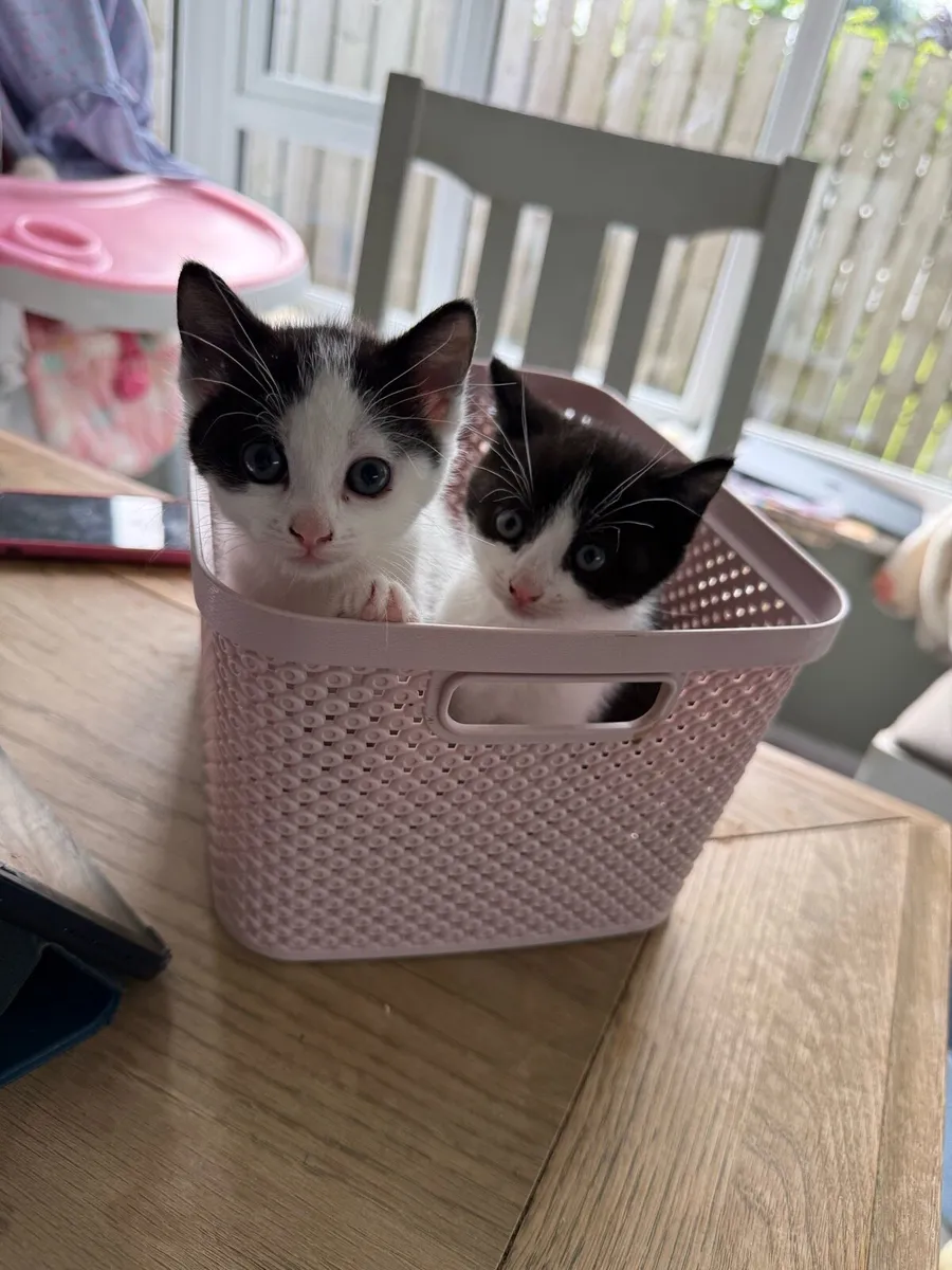 Kittens - Image 4