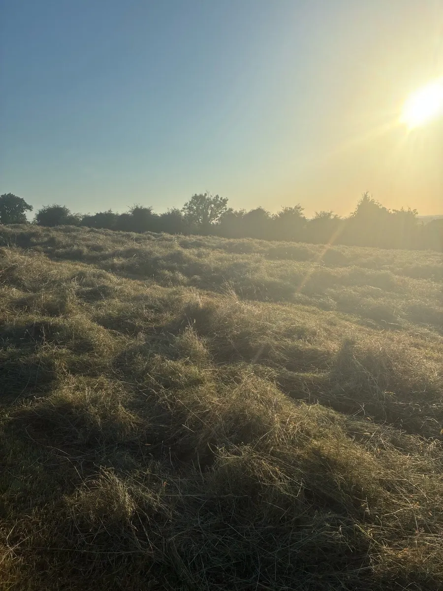 Hay - Image 3