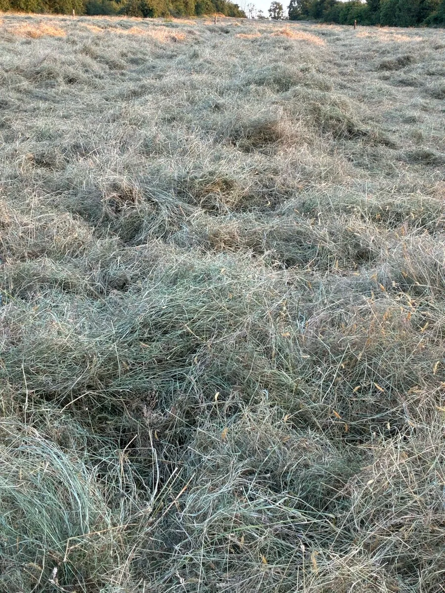 Hay - Image 4