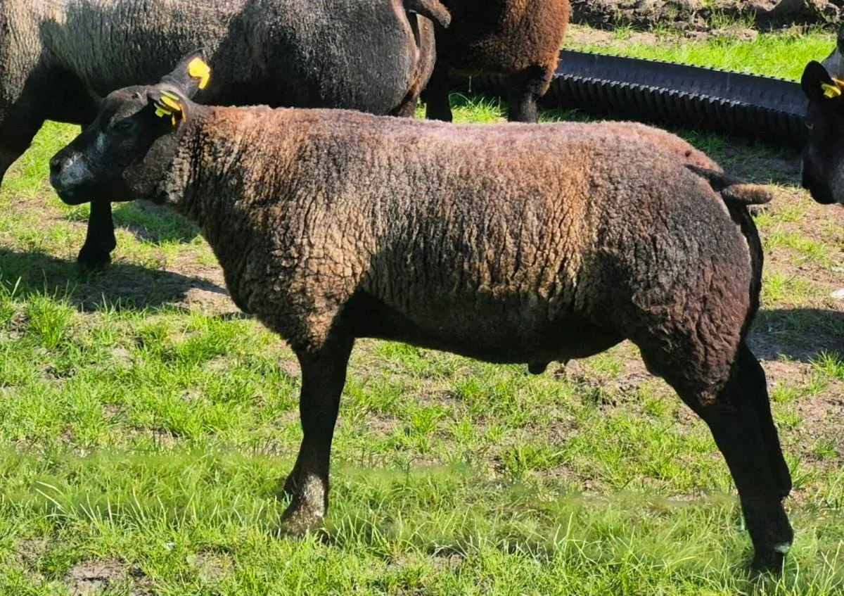 Blue Texel - Image 2