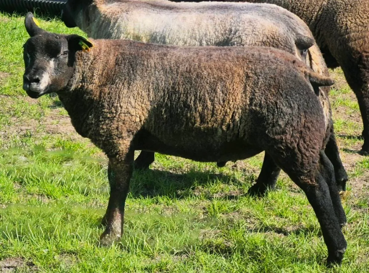Blue Texel - Image 3