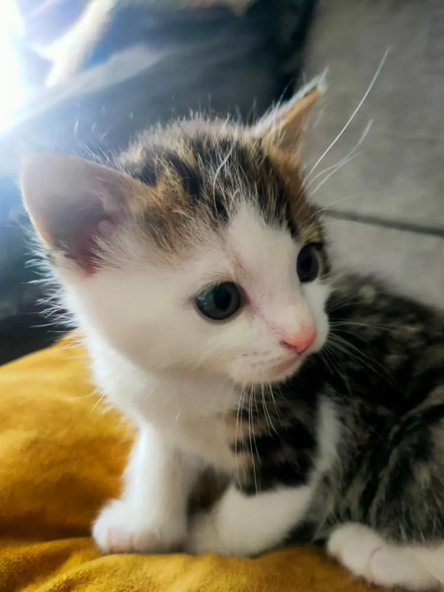Kittens - Image 3