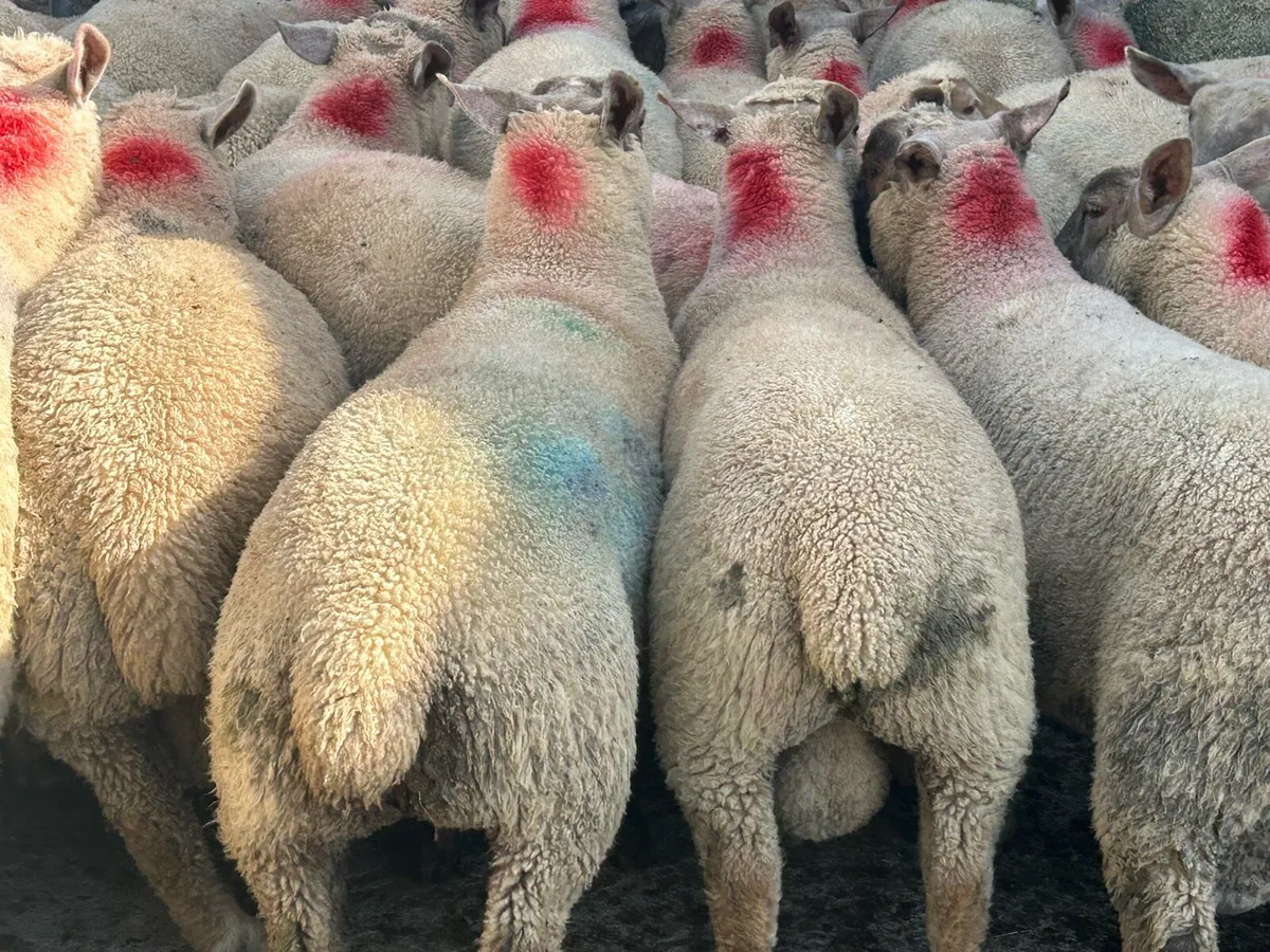 Top quality spring lambs - Image 3