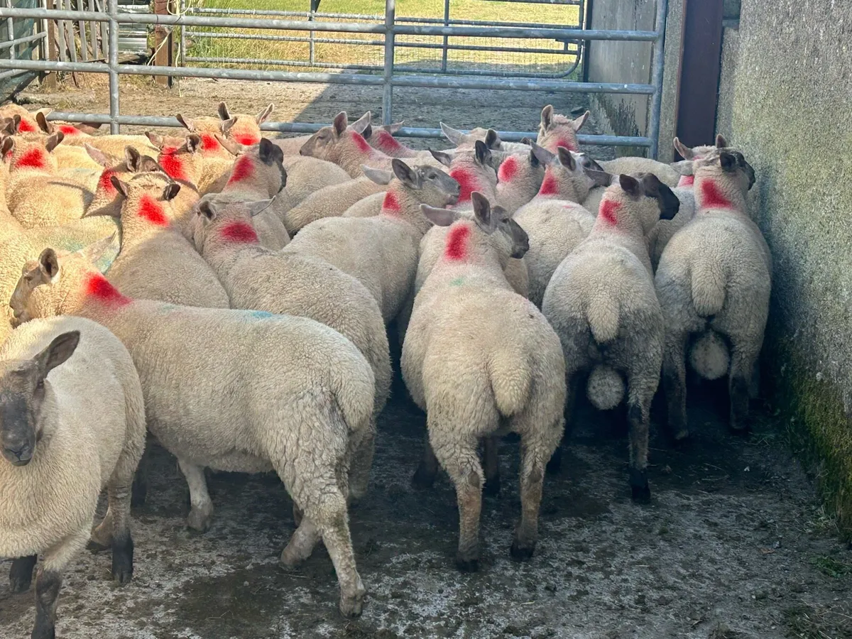 Top quality spring lambs - Image 4