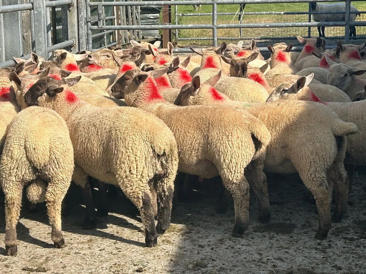 Top quality spring lambs - Image 2