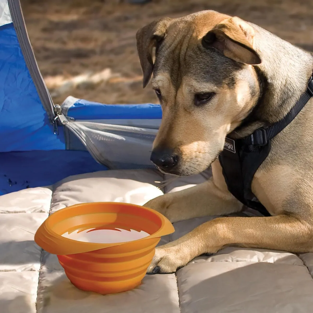 Foldable Travel Dog Bowl - Image 3