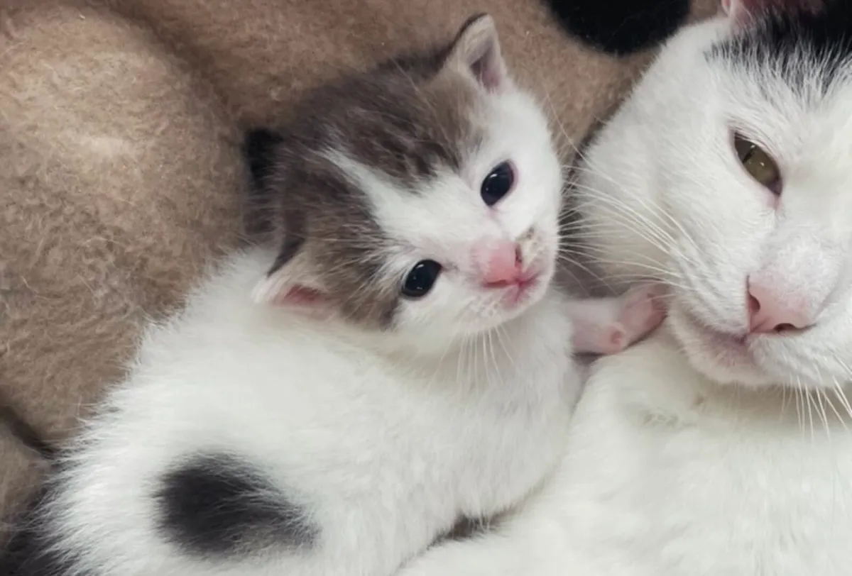 Kittens - Image 1