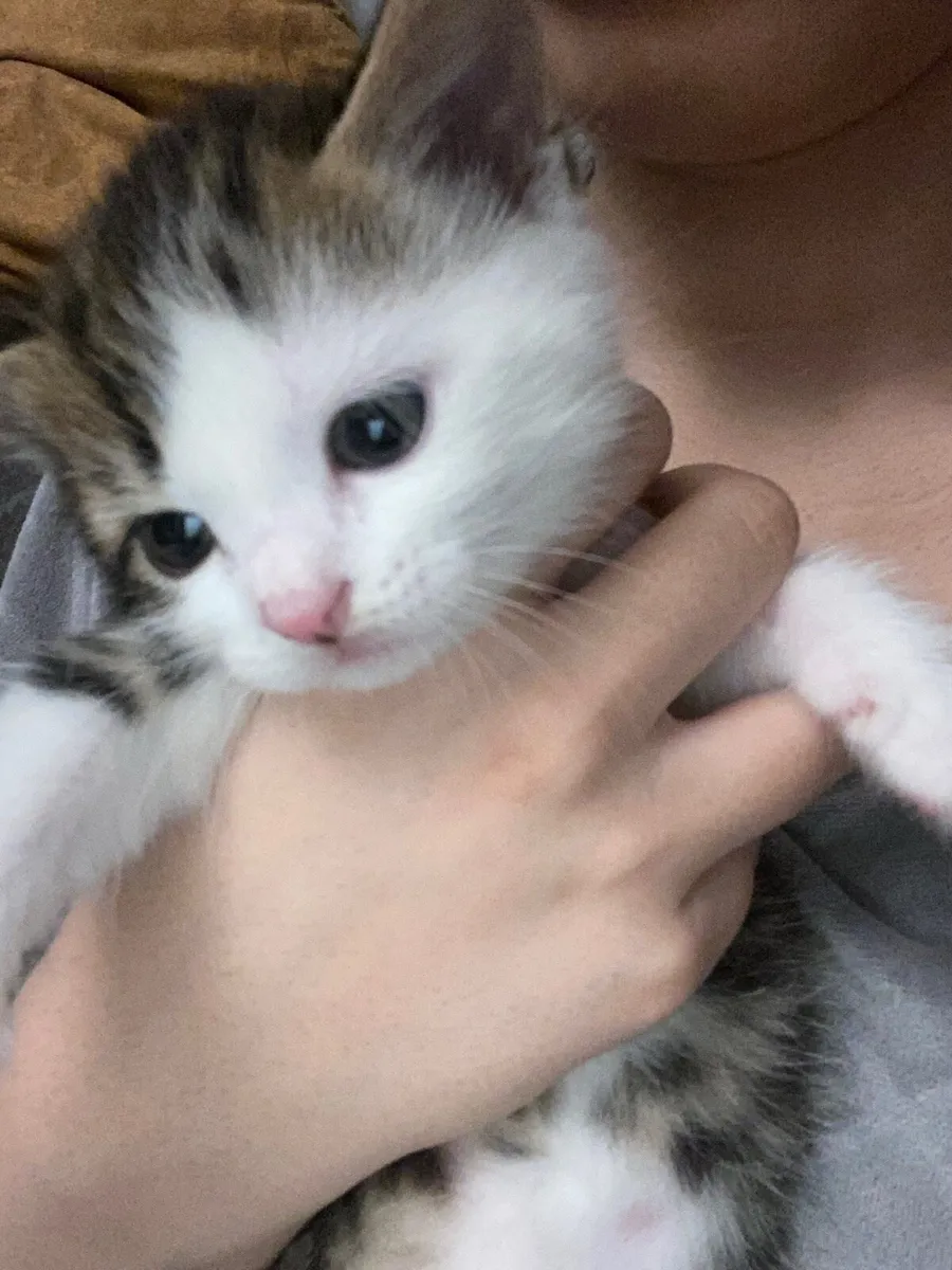Kittens - Image 4