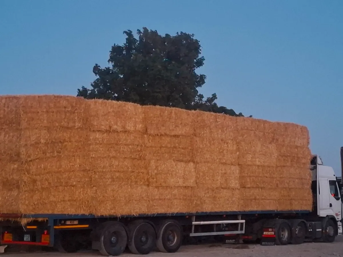 2026 bales of golden winter straw 8x4x3s x Wexf - Image 1