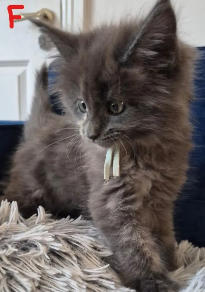 Main Coon Kittens - Image 2