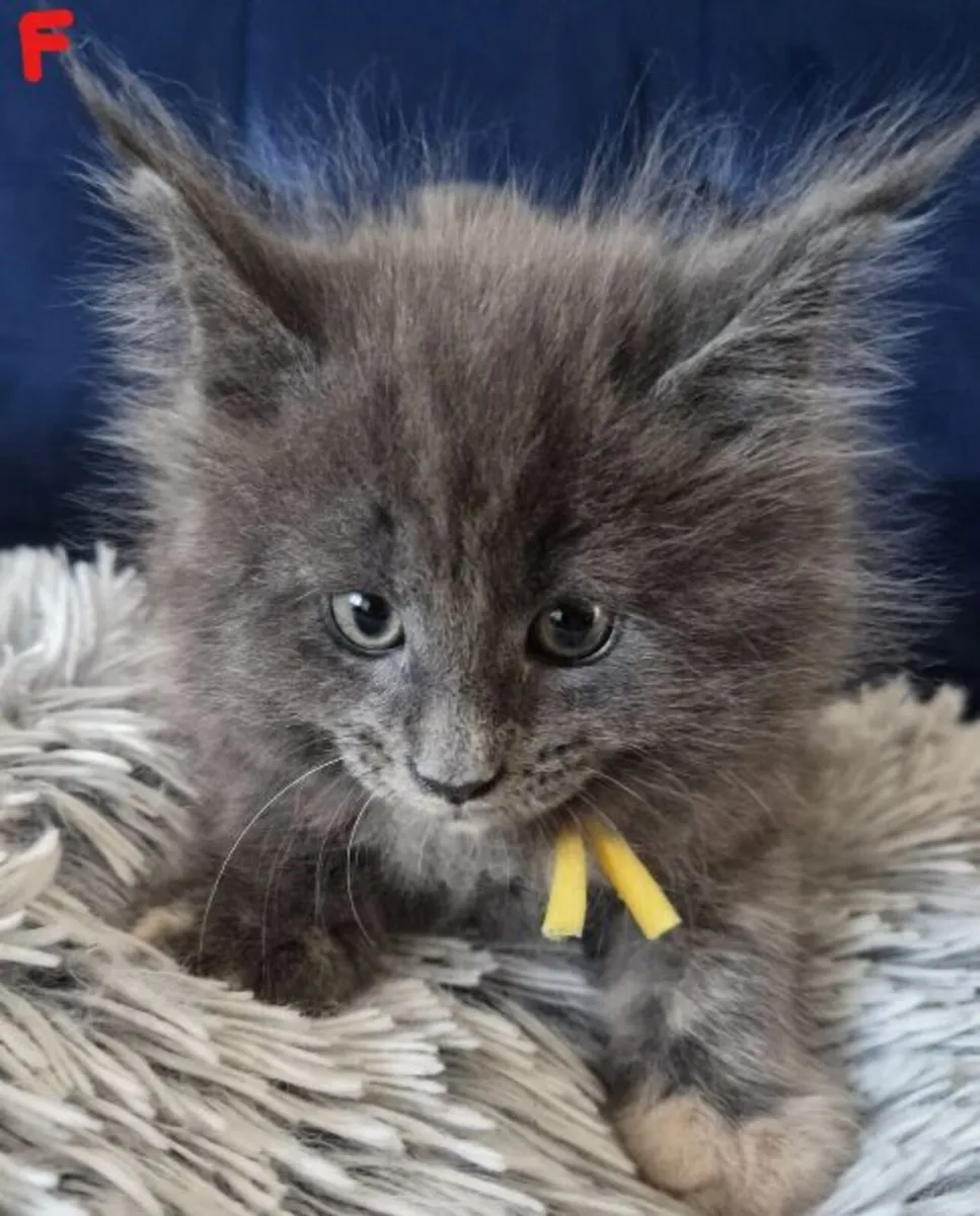 Main Coon Kittens - Image 3