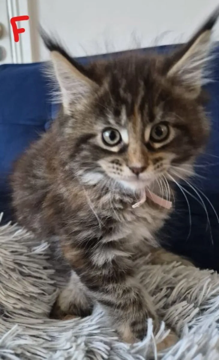 Main Coon Kittens - Image 4