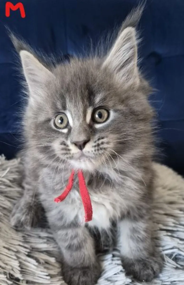Main Coon Kittens - Image 1