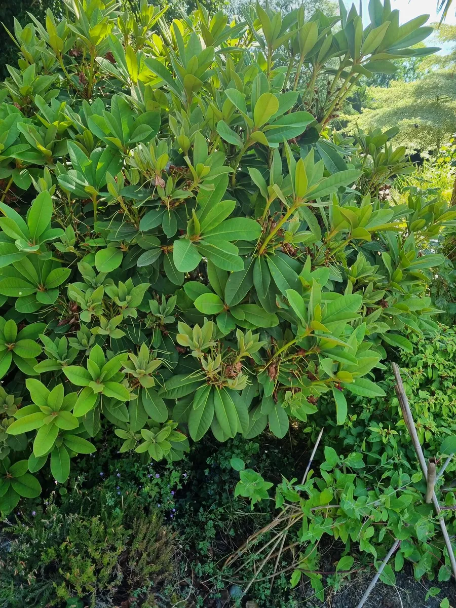 rhododendron - Image 1
