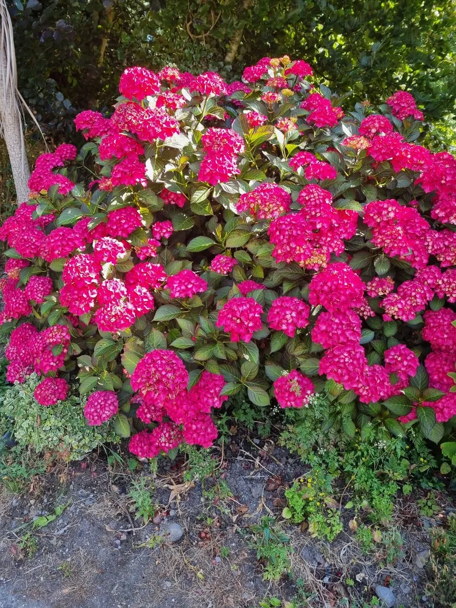 hydrangea - Image 1