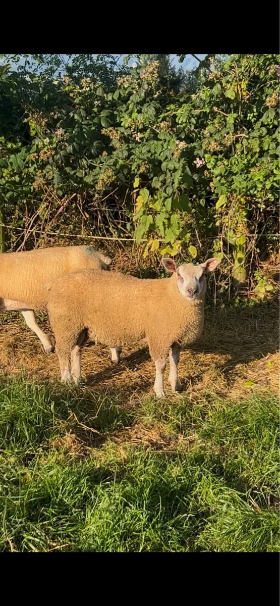 Chartex ram lamb - Image 1