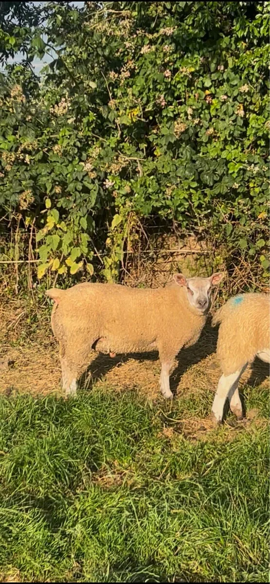 Chartex ram lamb - Image 2