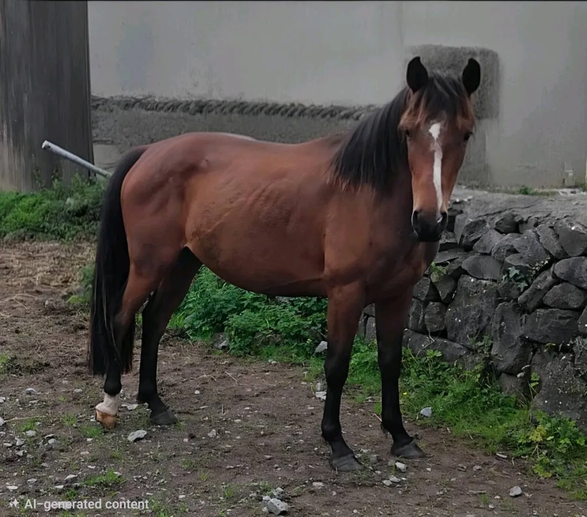 Connemara pony