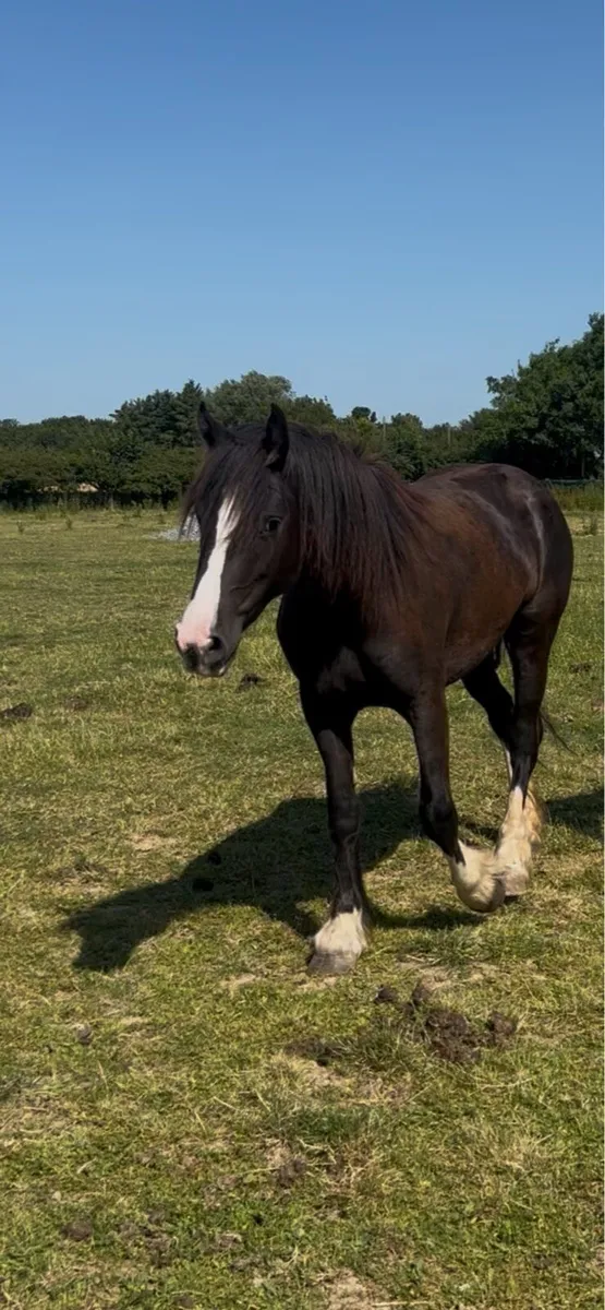 3 year old filly - Image 1