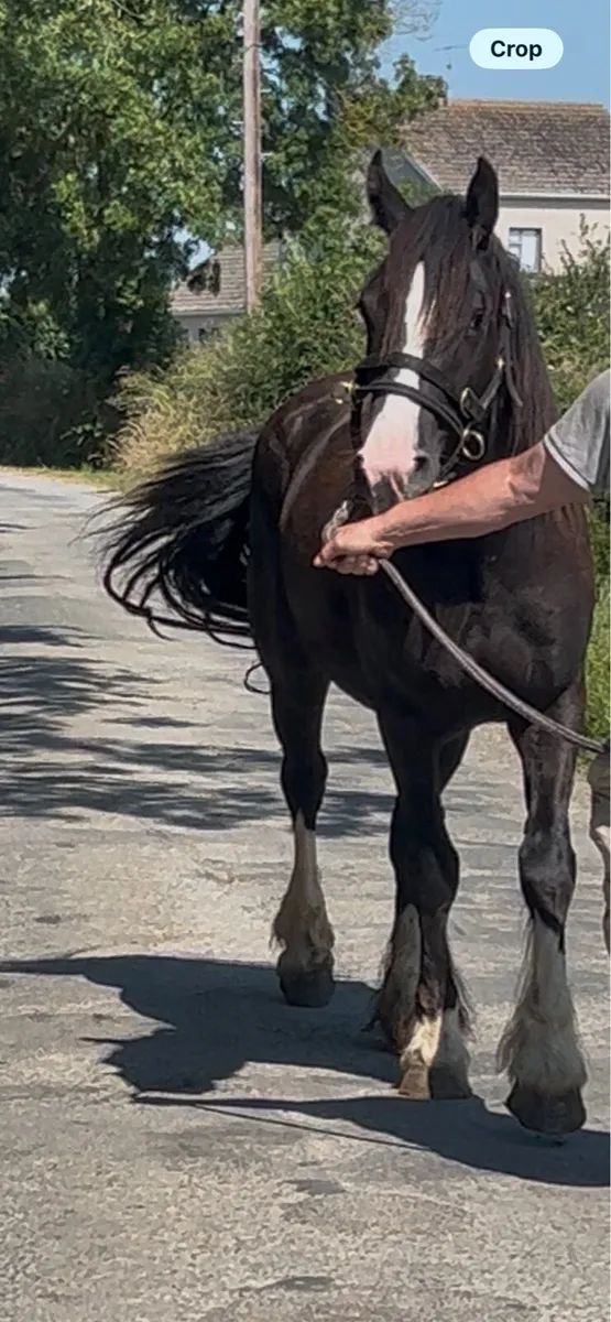 3 year old filly - Image 2
