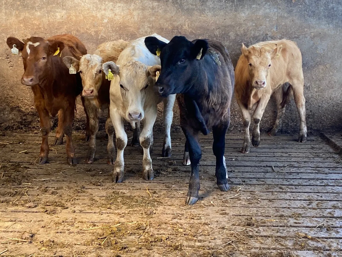 5 Heifer Weanlings - Image 1