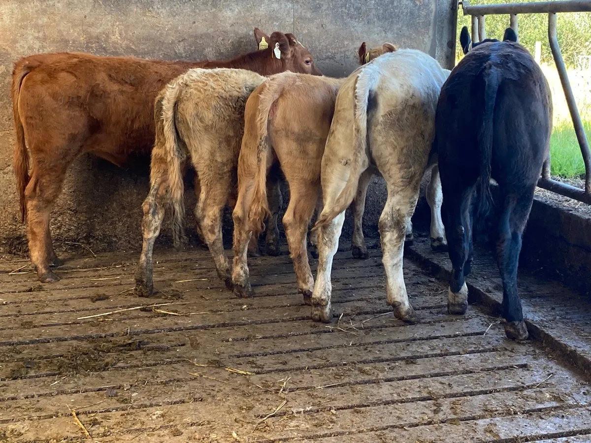 5 Heifer Weanlings - Image 3