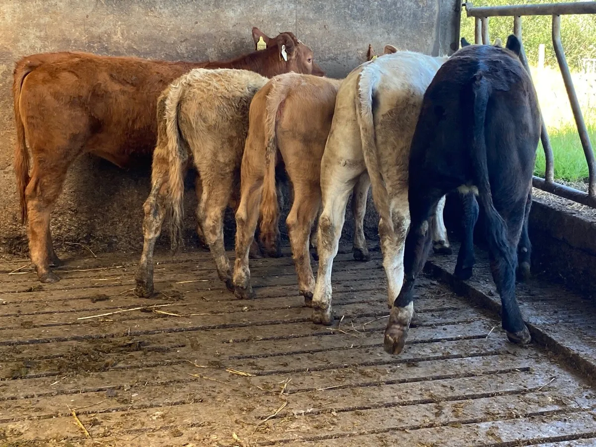 5 Heifer Weanlings - Image 2