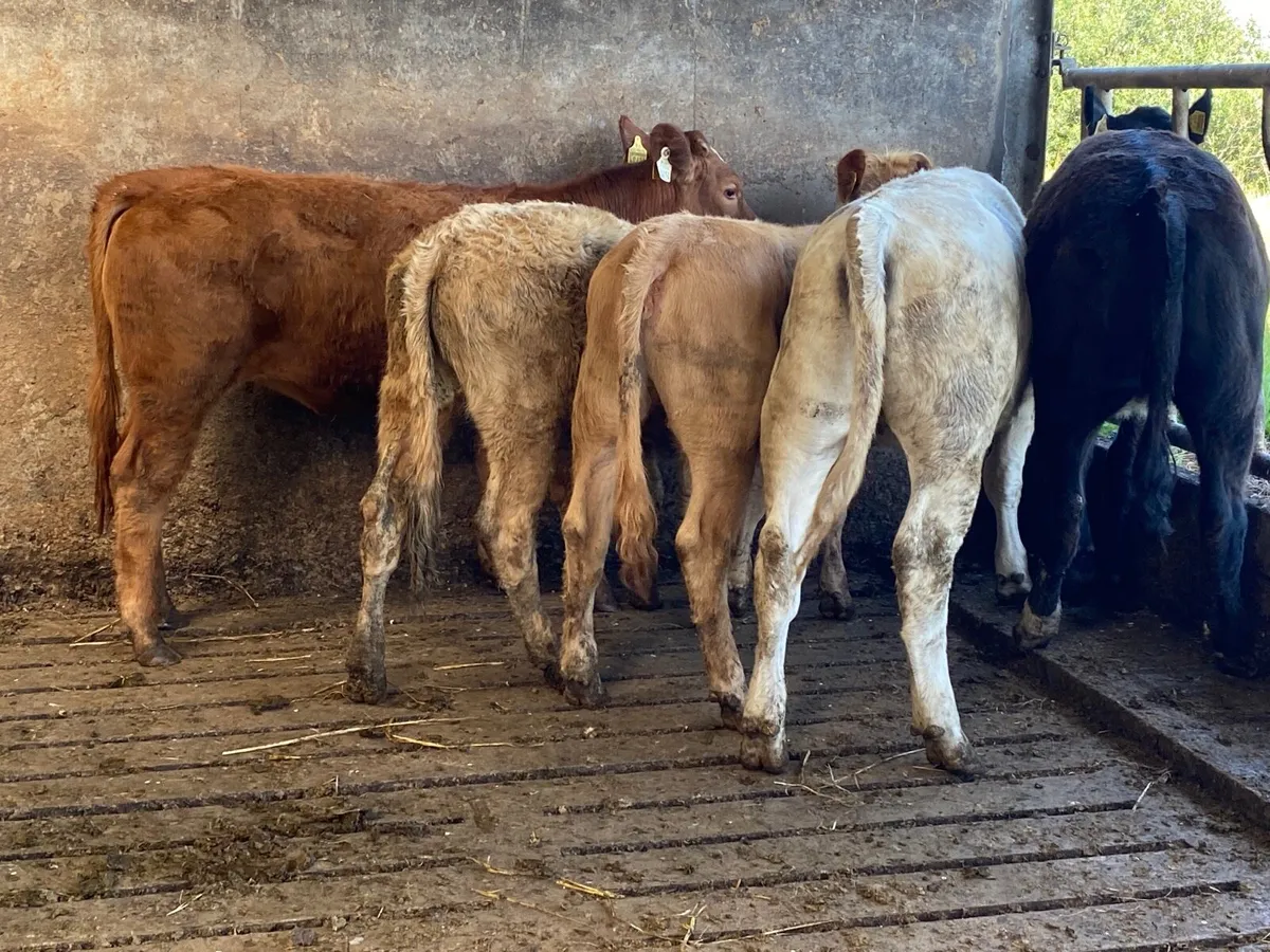 5 Heifer Weanlings - Image 4