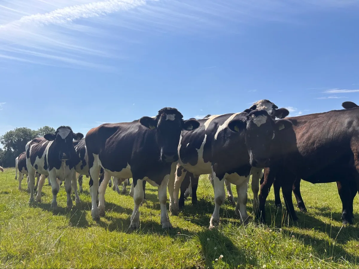 British Freisian Bullocks - Image 2