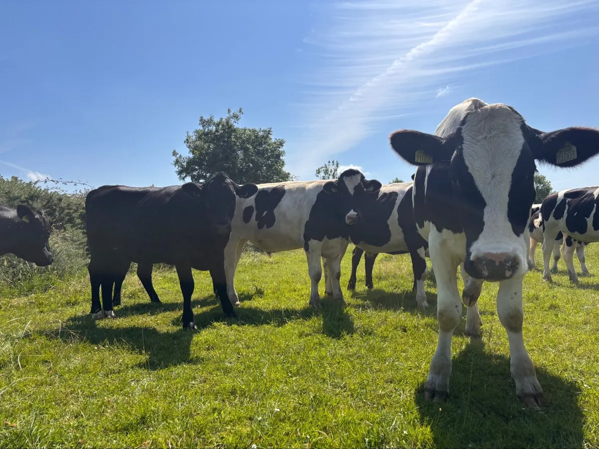 British Freisian Bullocks - Image 3