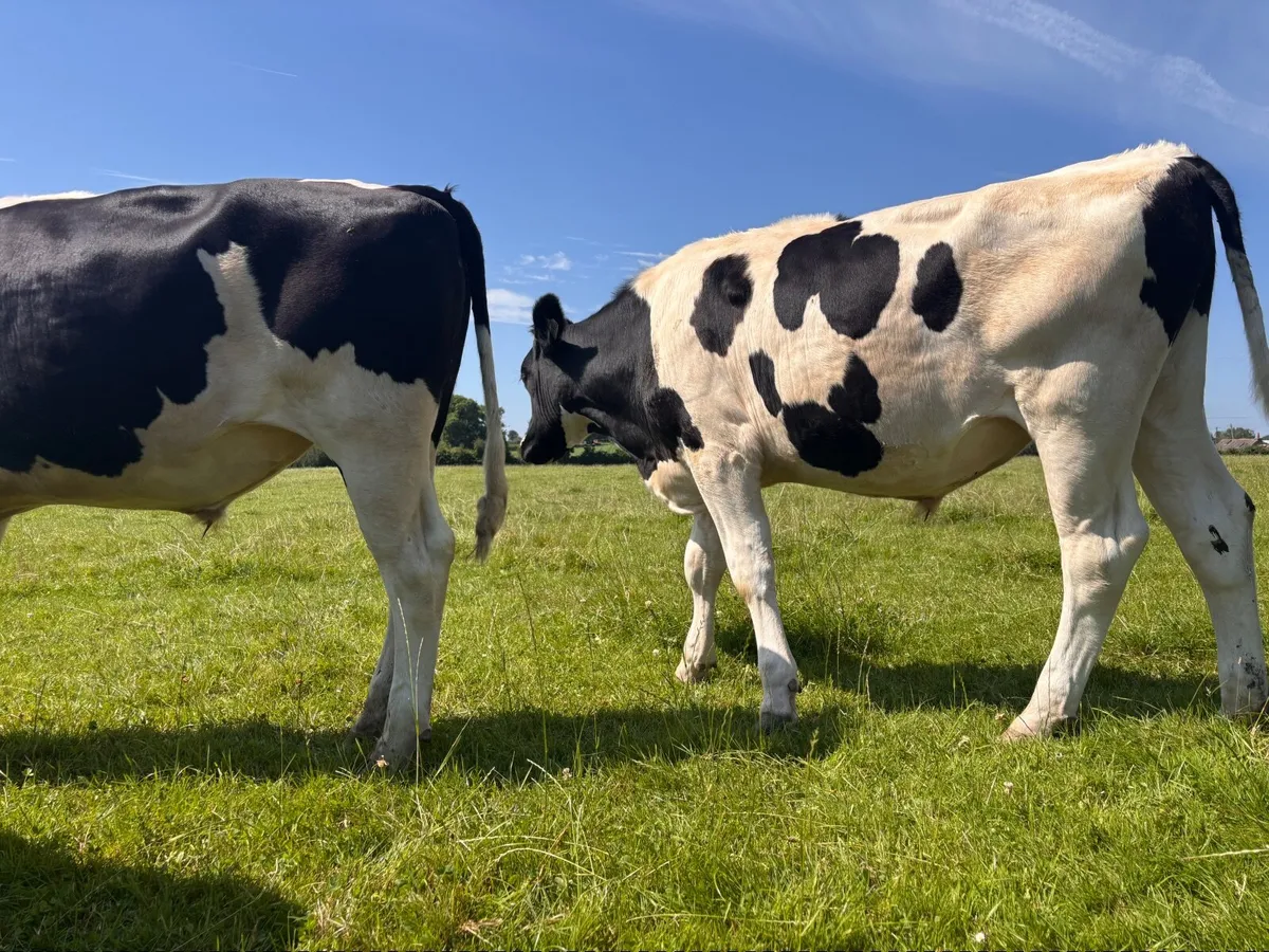 British Freisian Bullocks - Image 4