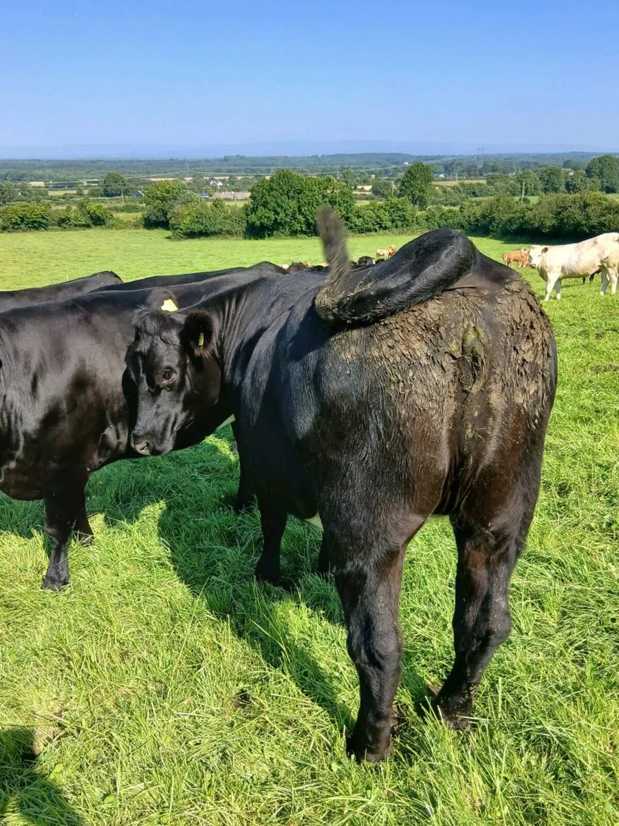 Angus Heifers - Image 1