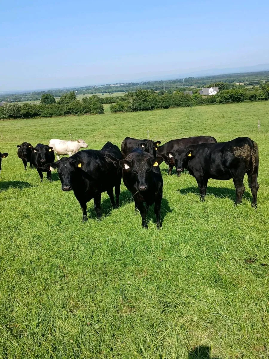 Angus Heifers - Image 2