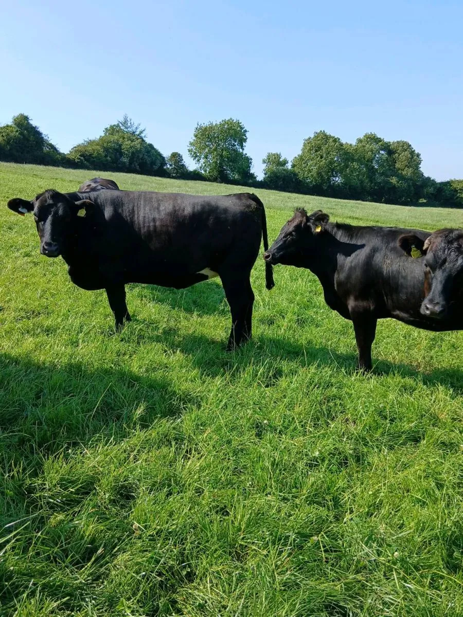 Angus Heifers - Image 3