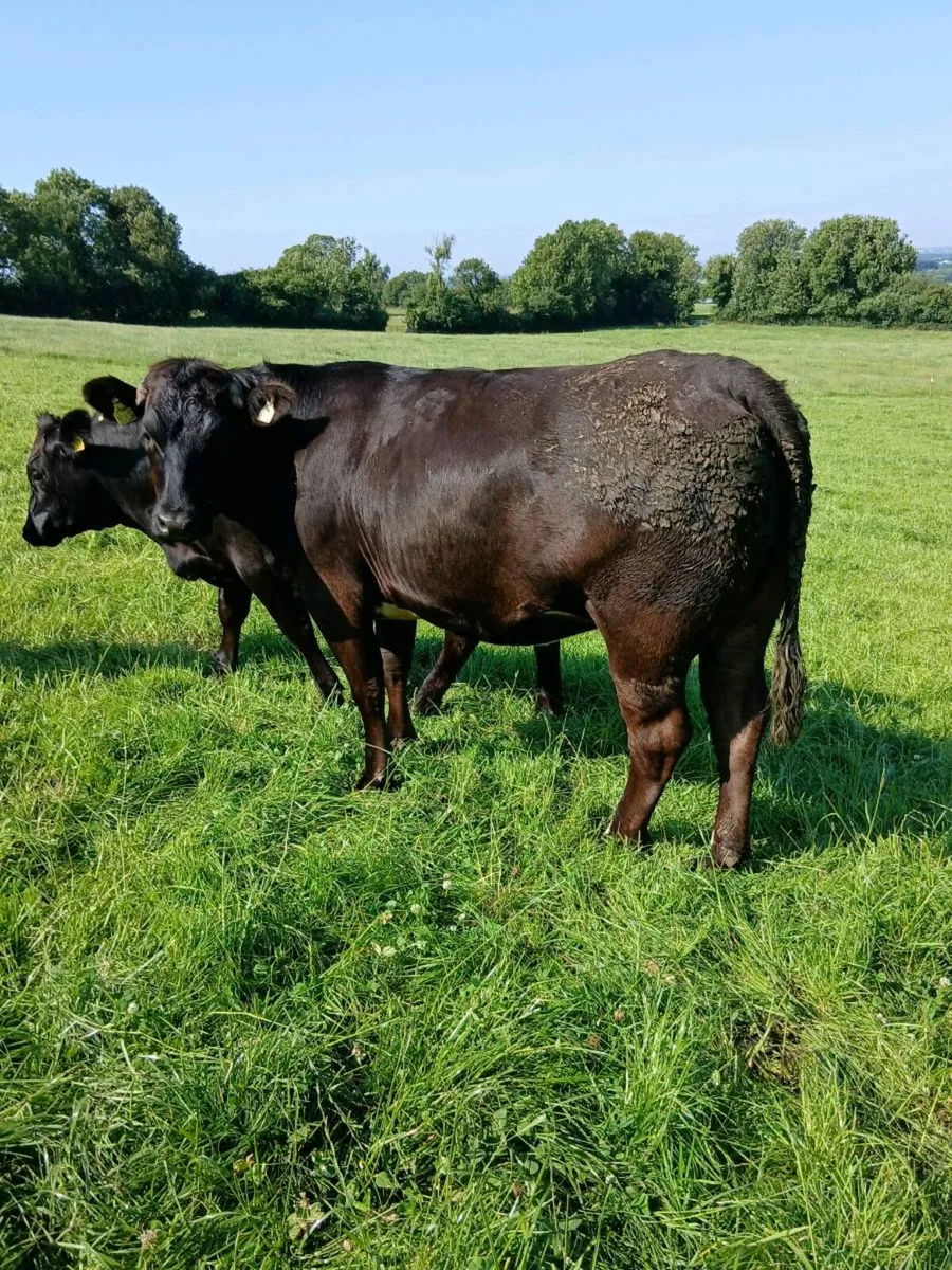 Angus Heifers - Image 4