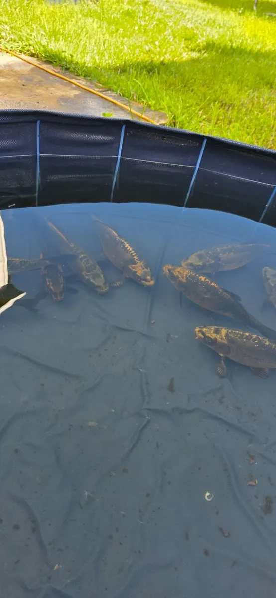Ghost Koi carp - Image 1