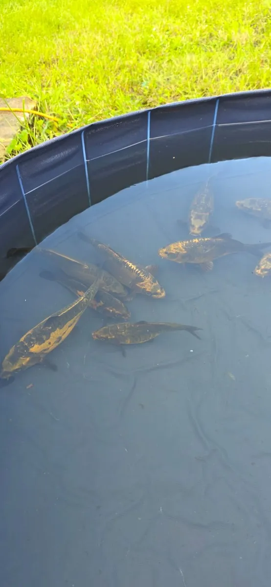 Ghost Koi carp - Image 3