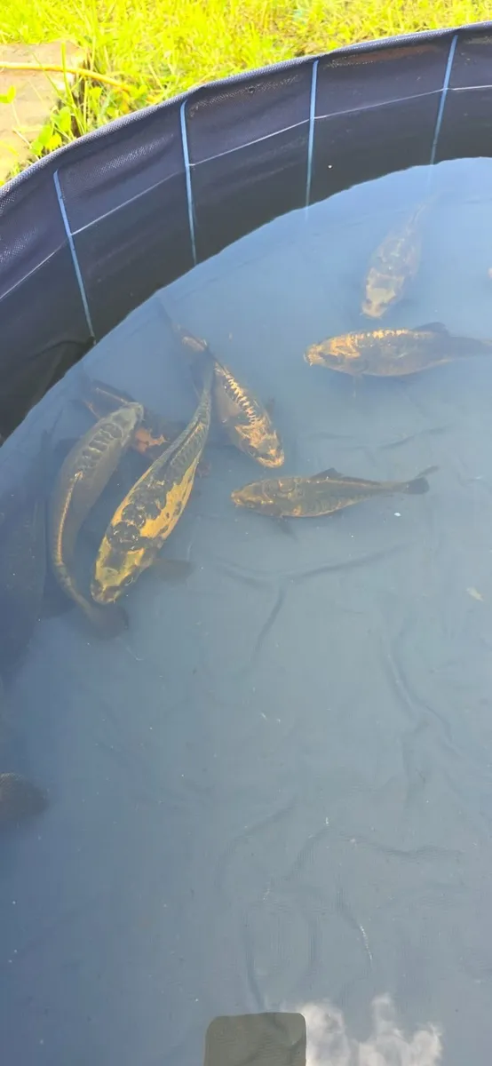 Ghost Koi carp - Image 4