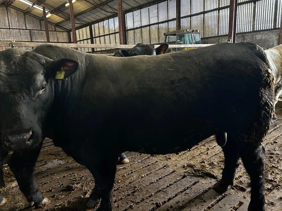 Aberdeen Angus bulls - Image 2
