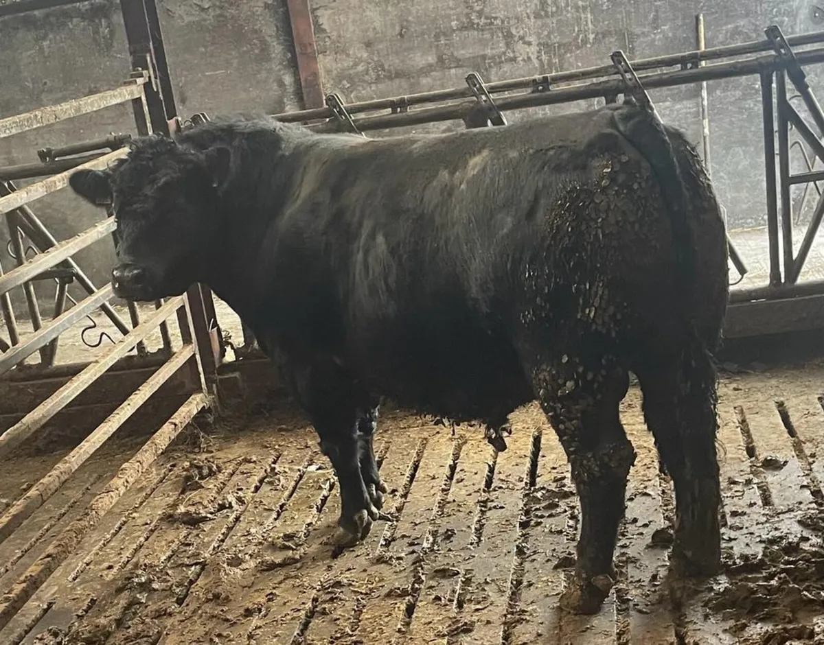 Aberdeen Angus bulls - Image 1