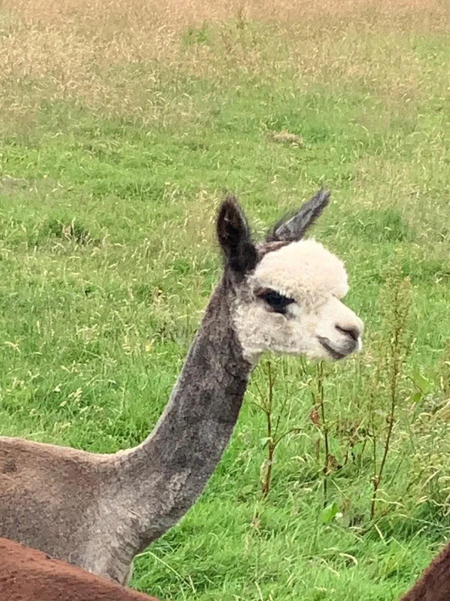 Alpaca male grey - Image 1