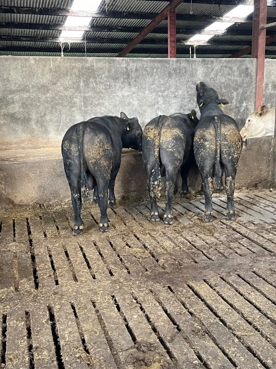 Aberdeen Angus bulls - Image 4