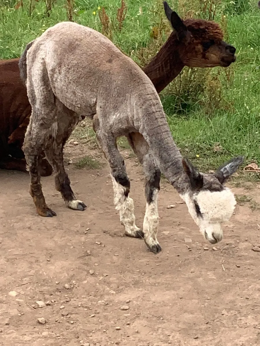 Alpaca male grey - Image 3
