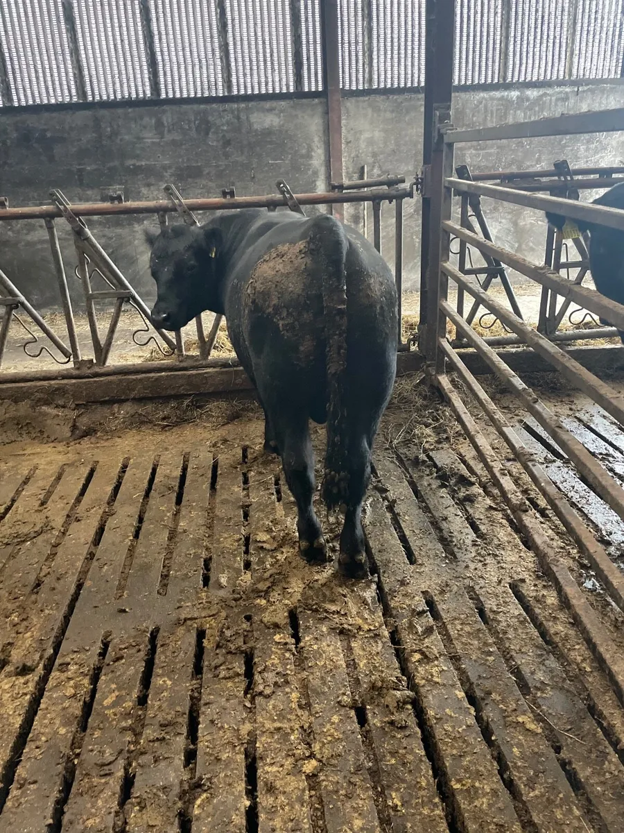 Aberdeen Angus bulls - Image 3