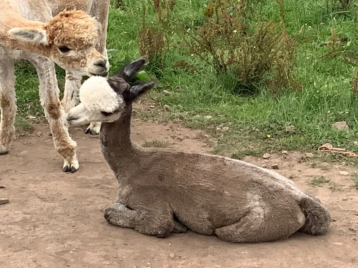 Alpaca male grey - Image 2