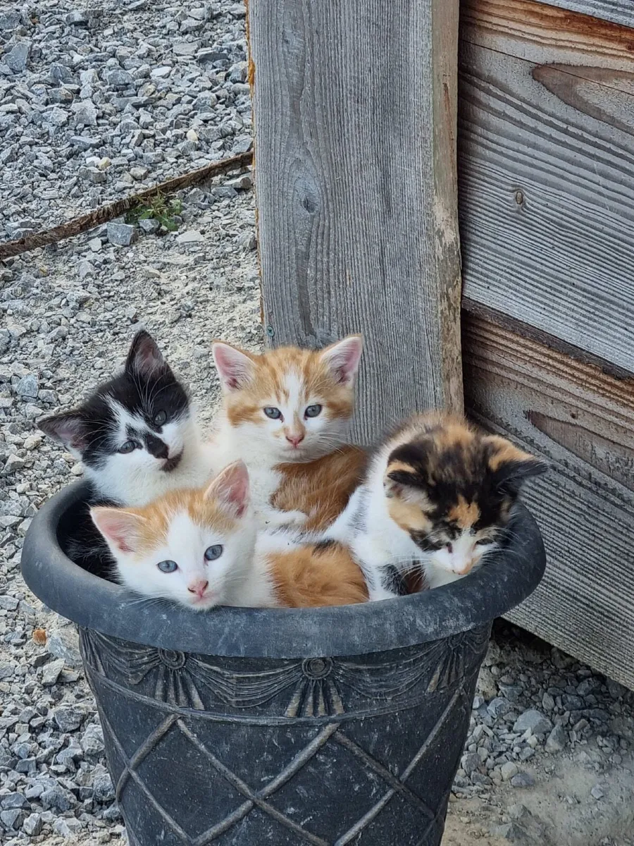 Adorable kitten for sale - Image 2