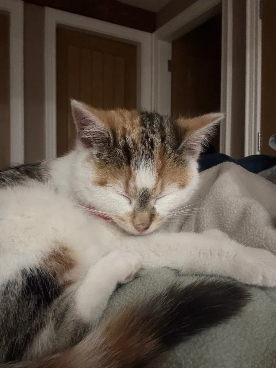Adorable kitten for sale - Image 3