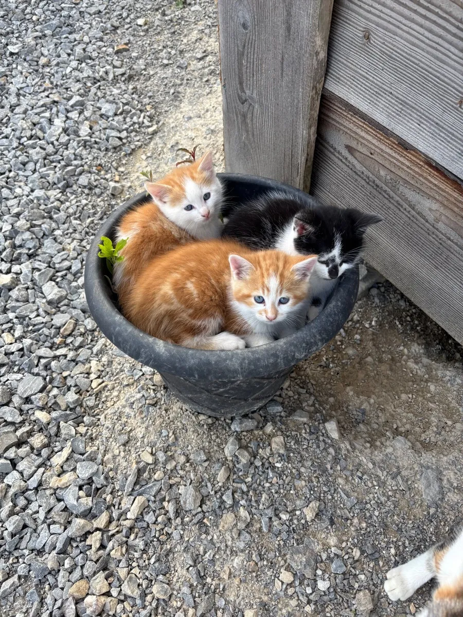 Adorable kitten for sale - Image 1